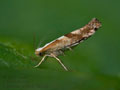 Argyresthia_pruniella_dz9117s