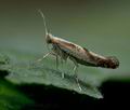 Argyresthia_pruniella_jf5111s