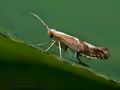 Argyresthia_pruniella_jg2312s