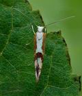 Argyresthia_pruniella_jg2333s