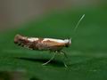 Argyresthia_pruniella_jg2364s