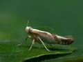 Argyresthia_pruniella_jg2523s