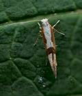 Argyresthia_pruniella_jg2853s