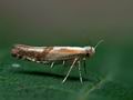 Argyresthia_pruniella_jg2863s