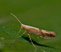 Argyresthia_pruniella_jm9101s
