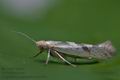 Argyresthia_pygmaeella_cm3464s