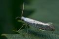 Argyresthia_retinella_cd2262s