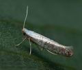 Argyresthia_retinella_cd2275s