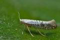 Argyresthia_retinella_cj1921s