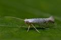 Argyresthia_retinella_ck8454s