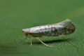 Argyresthia_retinella_cu2799s