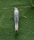 Argyresthia_retinella_cu2808s