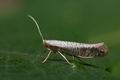 Argyresthia_retinella_cu5884s