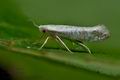 Argyresthia_retinella_cv0247s