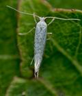 Argyresthia_retinella_cv0266s