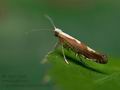 Argyresthia_semifusca_cv5470s