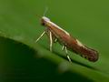 Argyresthia_semifusca_cv5487s