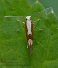 Argyresthia_semifusca_cv5496s