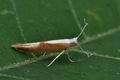 Argyresthia_semitestacella_bs5768