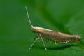 Argyresthia_semitestacella_co6430s