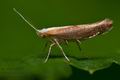 Argyresthia_semitestacella_co6444s