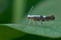 Argyresthia_spinosella_bu0278