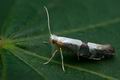 Argyresthia_spinosella_cd2112s