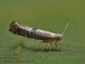 Argyresthia_spinosella_cu1598s