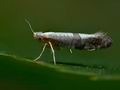 Argyresthia_spinosella_je5898s