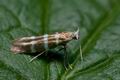 Argyresthia_trifasciata_cc2601s