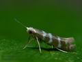 Argyresthia_trifasciata_ci7162s