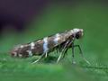 Argyresthia_trifasciata_cj2735s