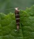 Argyresthia_trifasciata_ct5863s