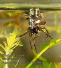 Argyroneta_aquatica_b130194s