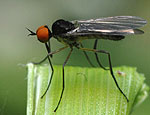 rhamphomyia_nigripennis_cc0550