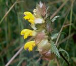 rhinanthus_serotinus_4937