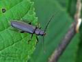 Arhopalus_rusticus_bu3593