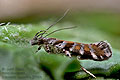 Aristotelia_decoratella_ji0047s