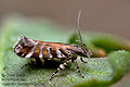 Aristotelia_decoratella_ji0066s