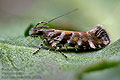 Aristotelia_decoratella_ji0111s