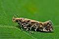 Aristotelia_decoratella_jj1446s