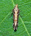Aristotelia_decoratella_jj1466s