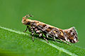 Aristotelia_decoratella_jj1482s