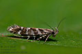 Aristotelia_ericinella_dz8124s