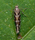 Aristotelia_ericinella_dz8156s