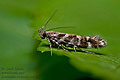 Aristotelia_ericinella_dz8237s