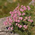 Armeria_maritima_dd3281