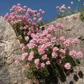 Armeria_maritima_dd3302