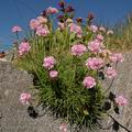 Armeria_maritima_dd3304