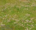 Armeria_vulgaris_ab7219